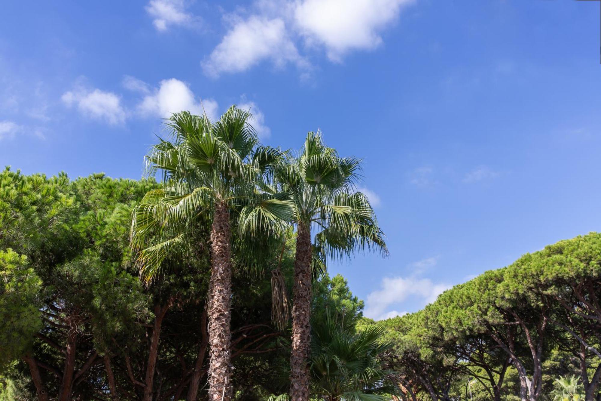 Aparthotel Las Palmeras Castelldefels Bagian luar foto